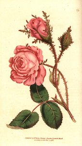Funkelnde Rose, Rosa centifolia f. muscosa von Sydenham Teast Edwards