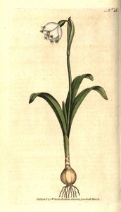 Frühlingsknotenblume, Leucojum vernum