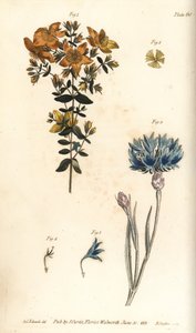 Johanniskraut, Hypericum perforatum