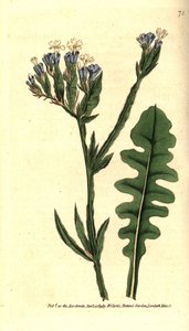 Meerlavendel