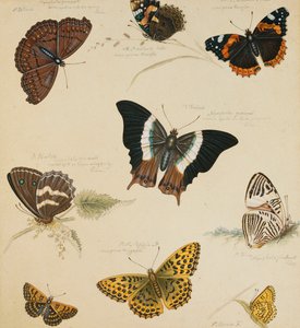 Studien von Schmetterlingen und Insekten