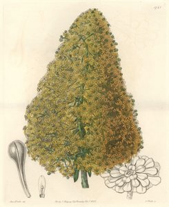 Sukkulente Pflanze, Blume von Aenium, aus den Kanarischen Inseln, aus dem Botanischen Register