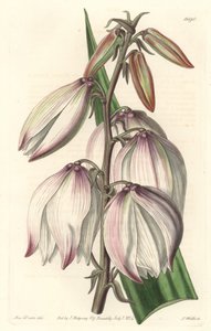 Prächtige Yucca