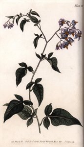 Bittersüßer Nachtschatten (Kupferstich) von Sydenham Teast Edwards