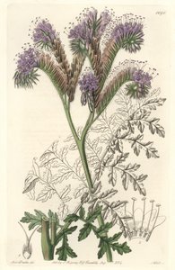 Rainfarnblättrige Phacelia, heimisch in Kalifornien - Wasser forte von S. Watts nach einer Illustration von Sarah Anne Drake (1803-1857), aus dem Botanical Register von Sydenham Teast Edwards