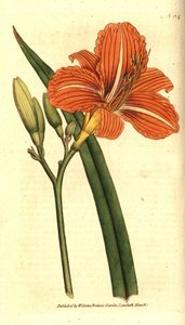 Tawny Taglilie