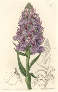 Terrestrische Orchidee, endemisch auf der Insel Madeira von Sydenham Teast Edwards