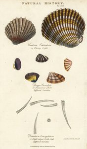 Dornige Herzmuschel, Cardium echinatum, gekerbte Donax, Donax crenulata, und achtkantige Zahnschale, Dentalium octangulatum von Sydenham Teast Edwards