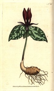 Krötenschatten oder sitzendes Trillium, Trillium sessile von Sydenham Teast Edwards