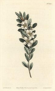Küsten-Teebaum, Leptospermum laevigatum (Glattes Fabricia, Fabricia laevigata) von Sydenham Teast Edwards