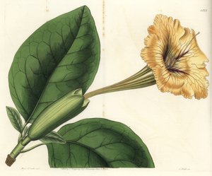 Trompetenliane, Solandra guttata