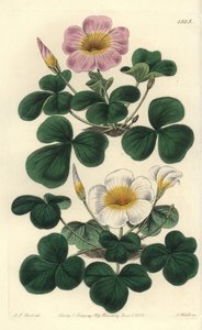Veränderliche Oxalis, Oxalis variabilis