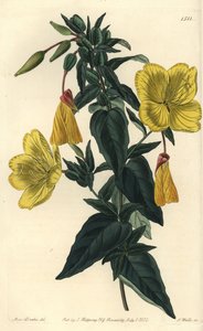 Abendprimel, Oenothera fruticosa subsp. glauca von Sydenham Teast Edwards
