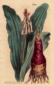 Veltheimia mit glaukem Blatt, eine schöne Lilie aus dem Kap der Guten Hoffnung (Südafrika). Veltheimia glauca. Handkolorierter Kupferstich nach einer botanischen Illustration