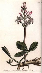 Wasser-Klee oder Menyanthes trifoliata (Kupferstich) von Sydenham Teast Edwards