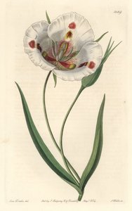 Weißblütiger Calochortus (Mariposa), heimisch in Kalifornien