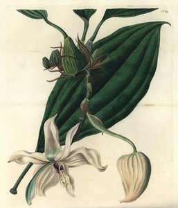 Weiße Orchideenvarietät von Sydenham Teast Edwards