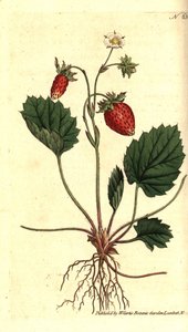 Wald-Erdbeere, Fragaria vesca von Sydenham Teast Edwards