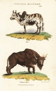 Zebu und Bison