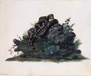 Salamander, Aquarell von Sidney Parkinson von Sydney Parkinson