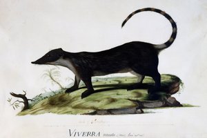 Viverra nasuta männlich von Sydney Parkinson
