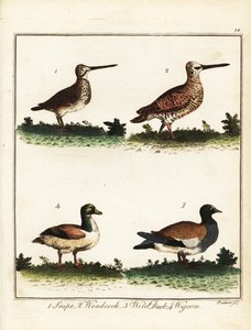 Wildvögel: Schnepfe, Waldschnepfe, Wildente und Pfeifente. 1792 (Gravur)