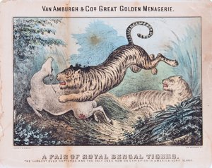 Ein Paar Königstiger