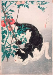 Katze mit Tomatenpflanze