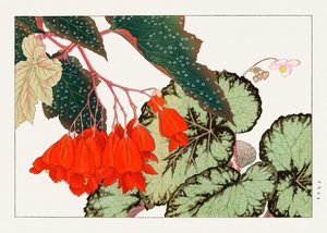 Cracklin Rosie Begonienblume aus "Seiyou Sokazufu"