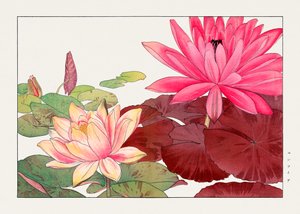 Nymphaea lotus aus "Seiyou Sokazufu"