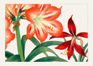 Vintage Amaryllisblume aus "Seiyou Sokazufu" von Tanigami Konan