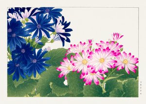 Vintage Cineraria-Blume aus "Seiyou Sokazufu"