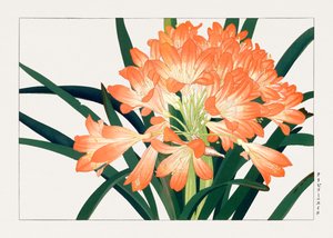 Vintage Cliviminiata Blume aus "Seiyou Sokazufu" von Tanigami Konan