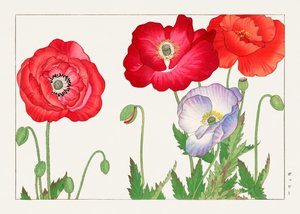 Vintage Mohnblume aus "Seiyou Sokazufu" von Tanigami Konan