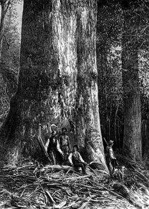 Rieseneukalyptus, Australien, 1886