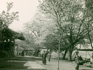Kirschblüten in der Stadt Otsu, Honshu-Insel, um 1900 - 1915
