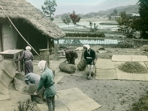 Bauern beim Reisworfeln am Rand von Reisfeldern in Japan, um 1900 - 1915 (Fotografie)