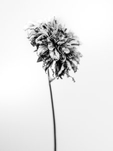Mitten in den Blumen 17 von Teis Albers