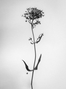 Mitten in den Blumen 21, 2021 von Teis Albers