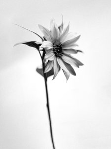 Mitten in den Blumen 25, 2021 von Teis Albers