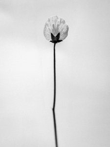 Mitten in den Blumen 26, 2021 von Teis Albers