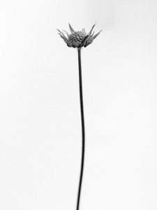 Mitten in den Blumen 33, 2021