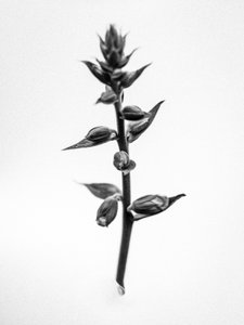 Mitten in den Blumen 35, 2021 von Teis Albers