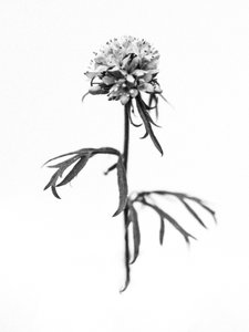 Mitten in den Blumen 36 von Teis Albers