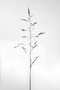 Mitten in den Blumen 51, 2021 von Teis Albers