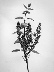 Mitten in den Blumen 66, 2021 von Teis Albers