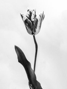 Mitten in den Blumen 71 von Teis Albers