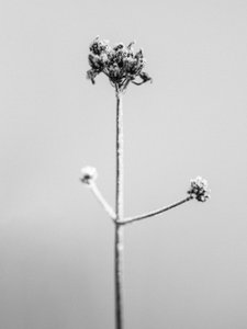 Mitten in den Blumen 7, 2021 von Teis Albers