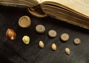 Kaurimuschel-Geld und Terrakotta-Münzen aus der Ayutthaya-Periode