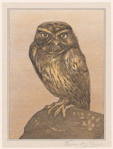 Steinkauz auf Felsen